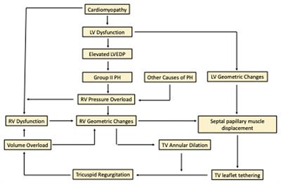 Tricuspid regurgitation in the setting of LVAD support